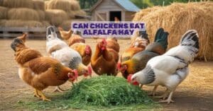 Can Chickens Eat Alfalfa Hay