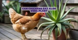 Can Chickens Eat Aloe Vera Plant