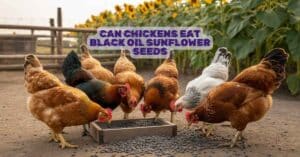 Can Chickens Eat Black Oil Sunflower Seeds