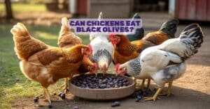 Can Chickens Eat Black Olives?