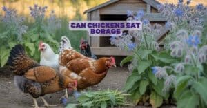Can Chickens Eat Borage