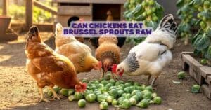 Can Chickens Eat Brussel Sprouts Raw