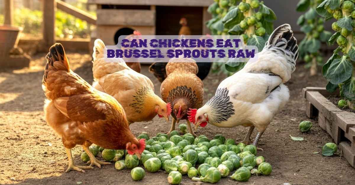 Can Chickens Eat Brussel Sprouts Raw
