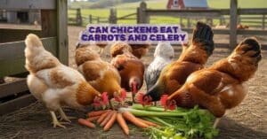 Can Chickens Eat Carrots and Celery