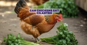 Can Chickens Eat Cilantro
