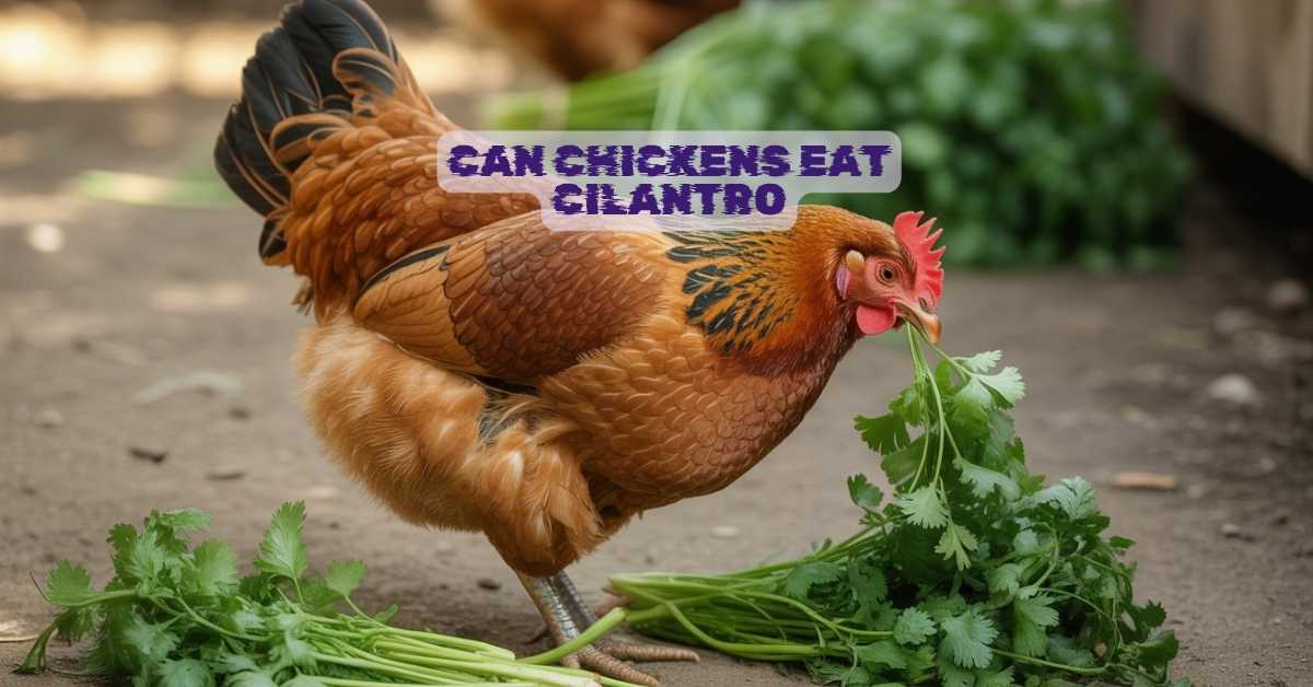 Can Chickens Eat Cilantro