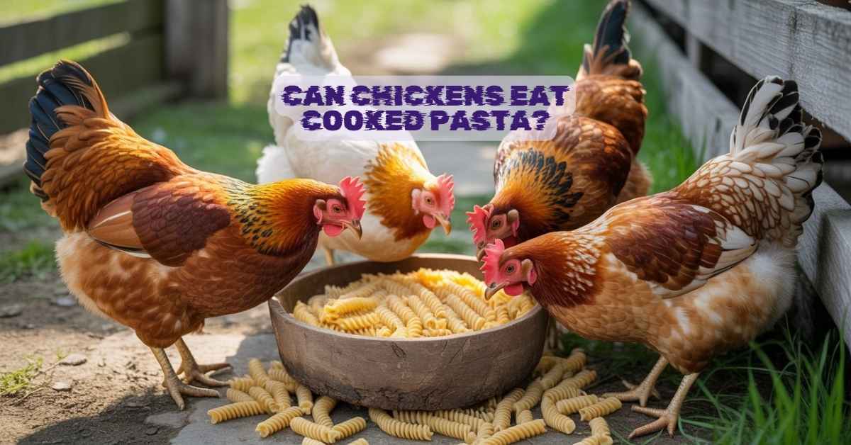 Can Chickens Eat Cooked Pasta?