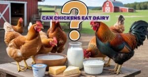 Can Chickens Eat Dairy