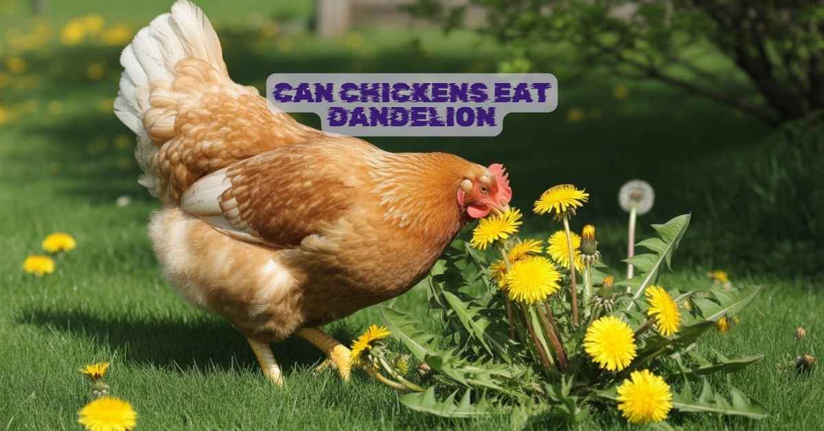 Can Chickens Eat Dandelion
