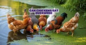 Can Chickens Eat Duckweed
