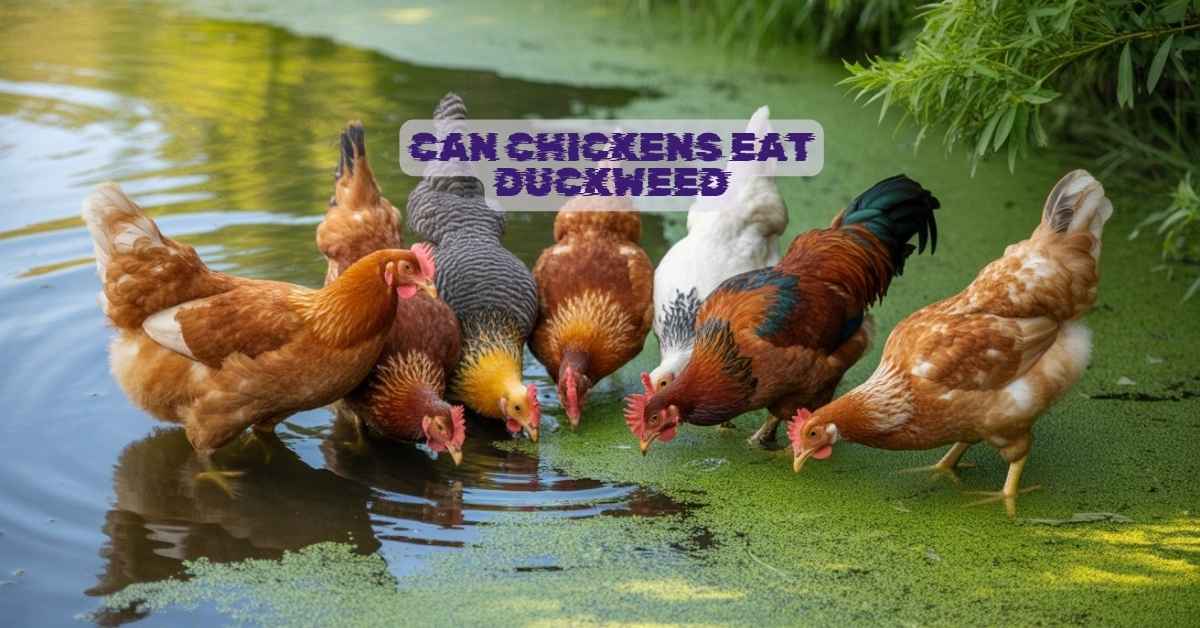 Can Chickens Eat Duckweed