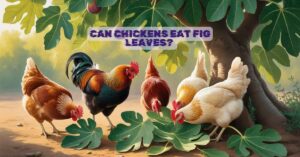 Can Chickens Eat Fig Leaves?