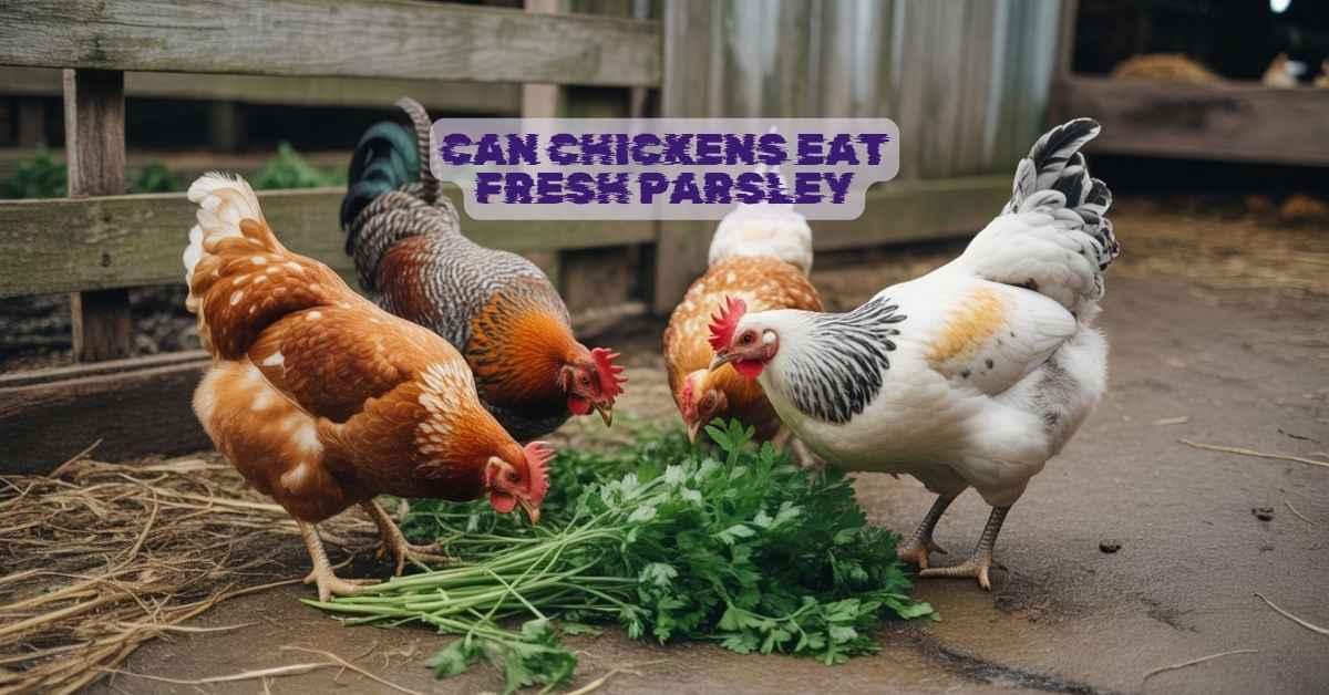 Can Chickens Eat Fresh Parsley