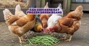 Can Chickens Eat Frozen Green Beans