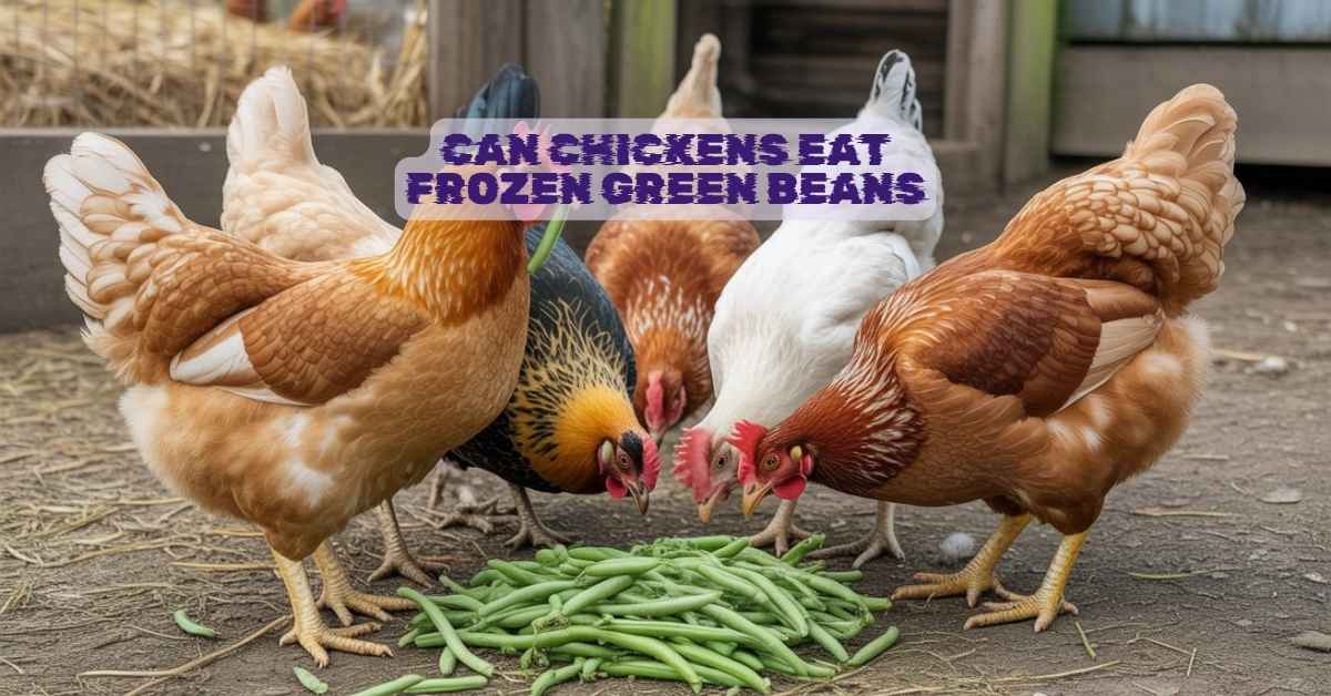Can Chickens Eat Frozen Green Beans