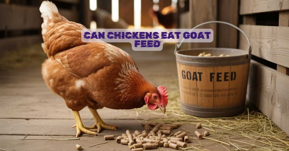 Can Chickens Eat Goat Feed