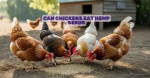 Can Chickens Eat Hemp Seeds
