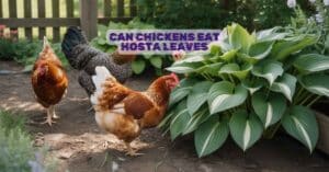 Can Chickens Eat Hosta Leaves