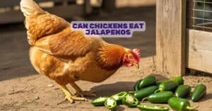 Can Chickens Eat Jalapenos