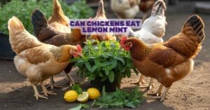 Can Chickens Eat Lemon Mint