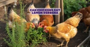 Can Chickens Eat Lemon Verbena