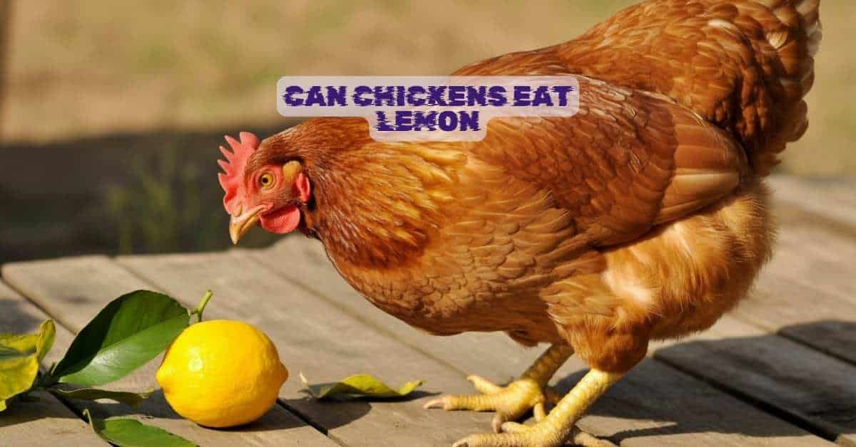 Can Chickens Eat Lemon