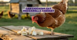 Can Chickens Eat Mozzarella Cheese?