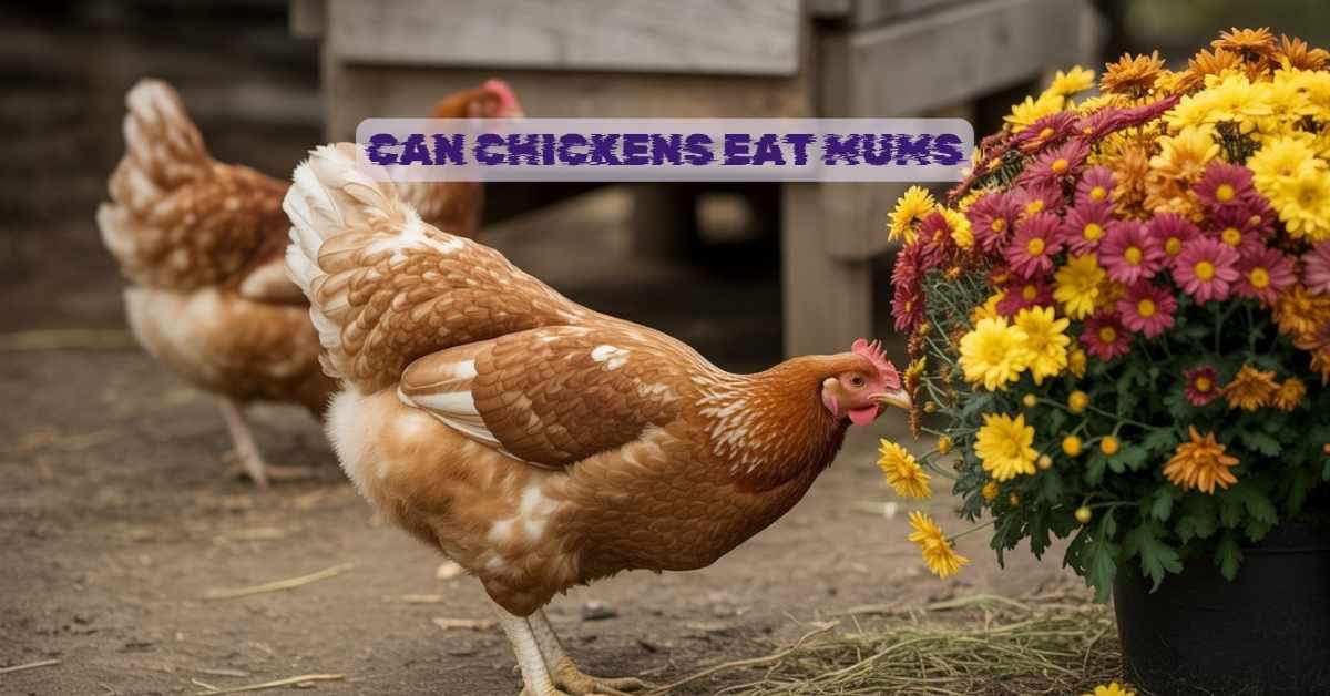 Can Chickens Eat Mums
