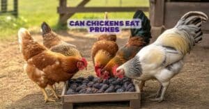 Can Chickens Eat Prunes