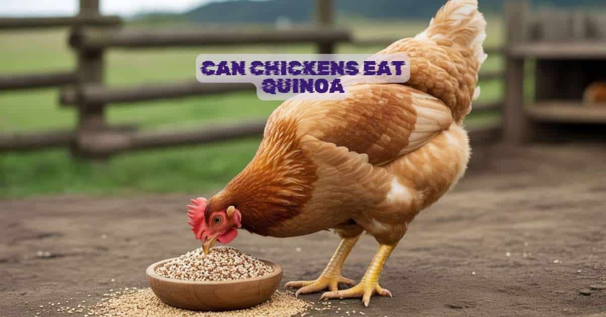 Can Chickens Eat Quinoa