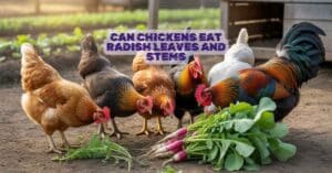 Can Chickens Eat Radish Leaves and Stems