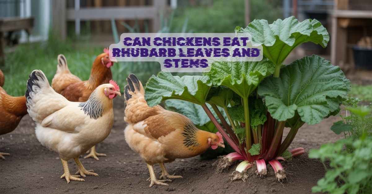 Can Chickens Eat Rhubarb Leaves and Stems