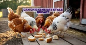 Can Chickens Eat Stale Bread?