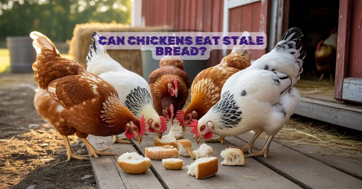 Can Chickens Eat Stale Bread?
