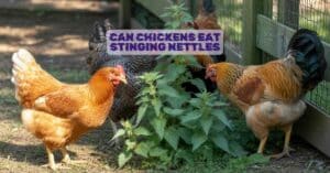 Can Chickens Eat Stinging Nettles