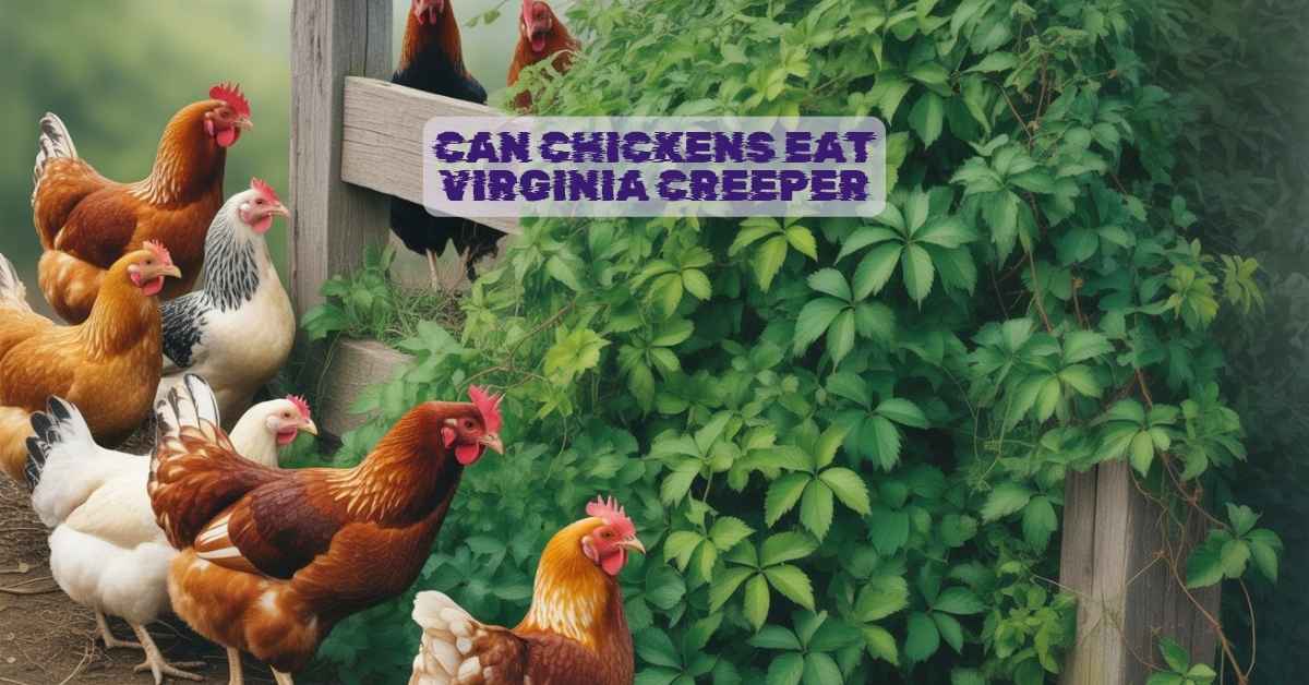 Can Chickens Eat Virginia Creeper