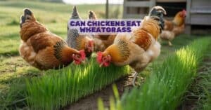 Can Chickens Eat Wheatgrass