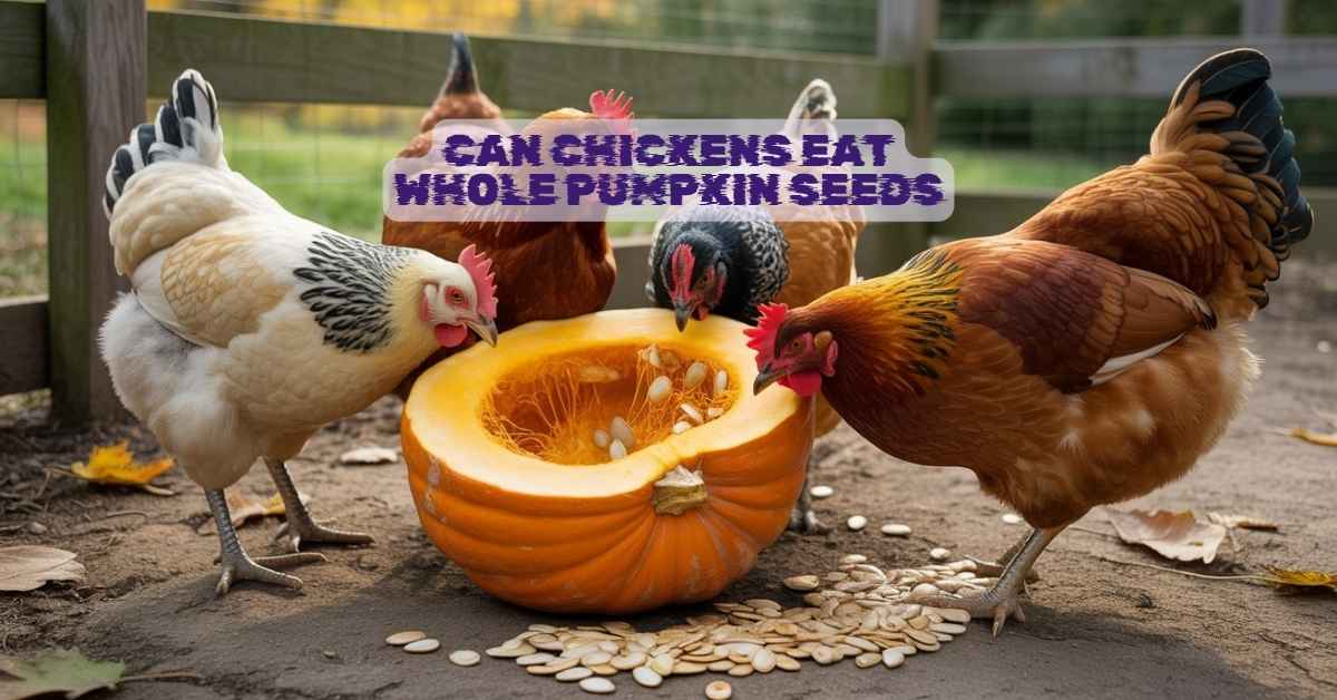Can Chickens Eat Whole Pumpkin Seeds
