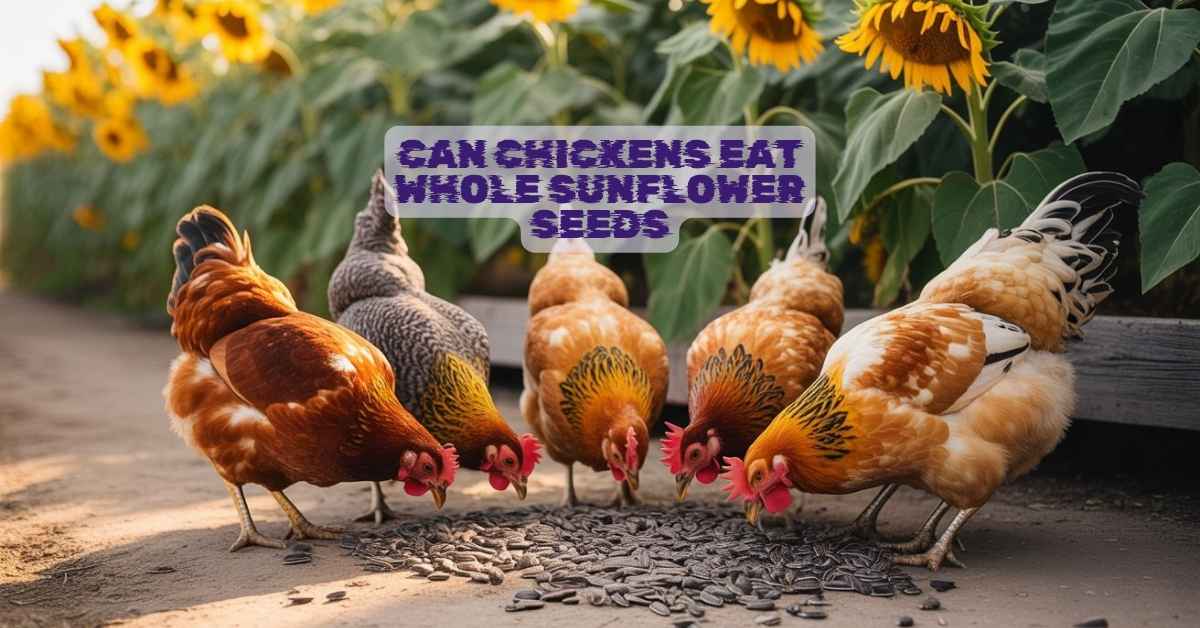 Can Chickens Eat Whole Sunflower Seeds
