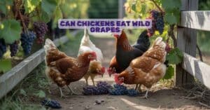 Can Chickens Eat Wild Grapes