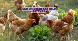 Can Chickens Eat Wild Lettuce