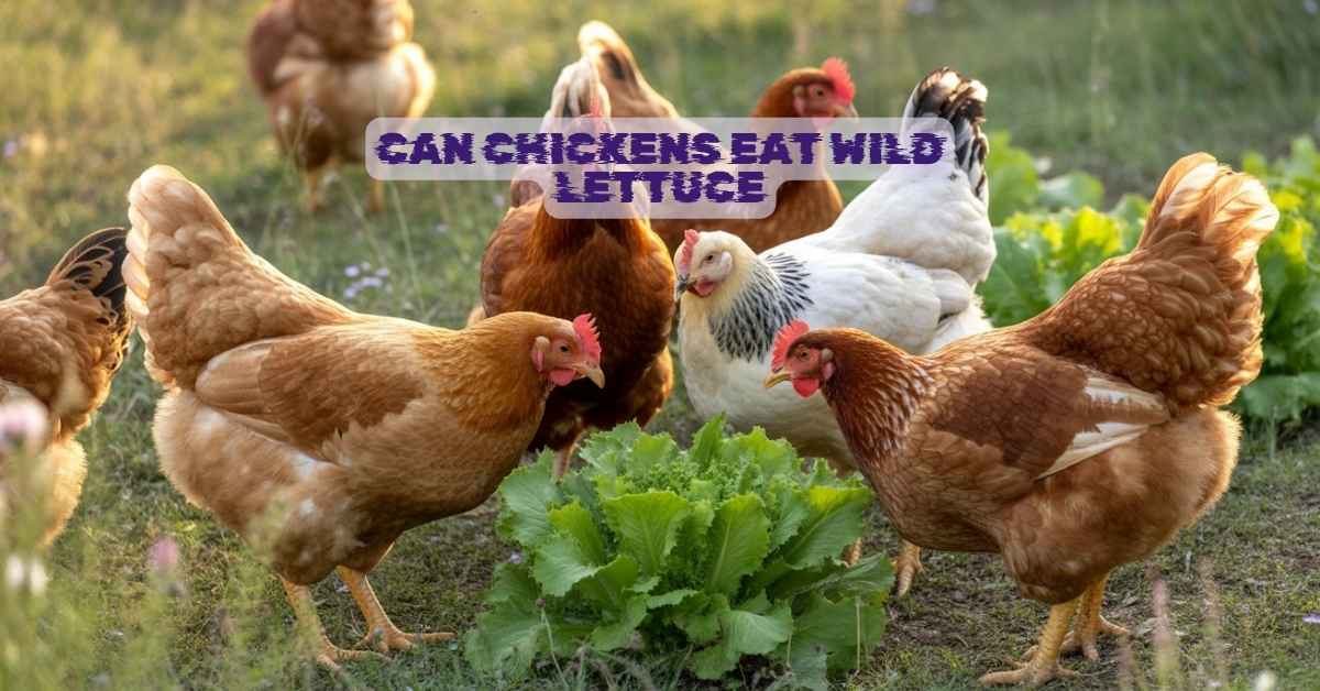 Can Chickens Eat Wild Lettuce