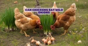 Can Chickens Eat Wild Onions