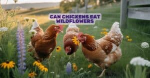 Can Chickens Eat Wildflowers