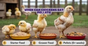 When Can Chickens Eat Pellets