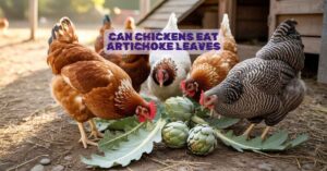 Can Chickens Eat Artichoke Leaves