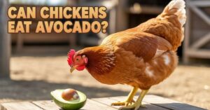 Can Chickens Eat Avocado