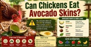 Can Chickens Eat Avocado Skins