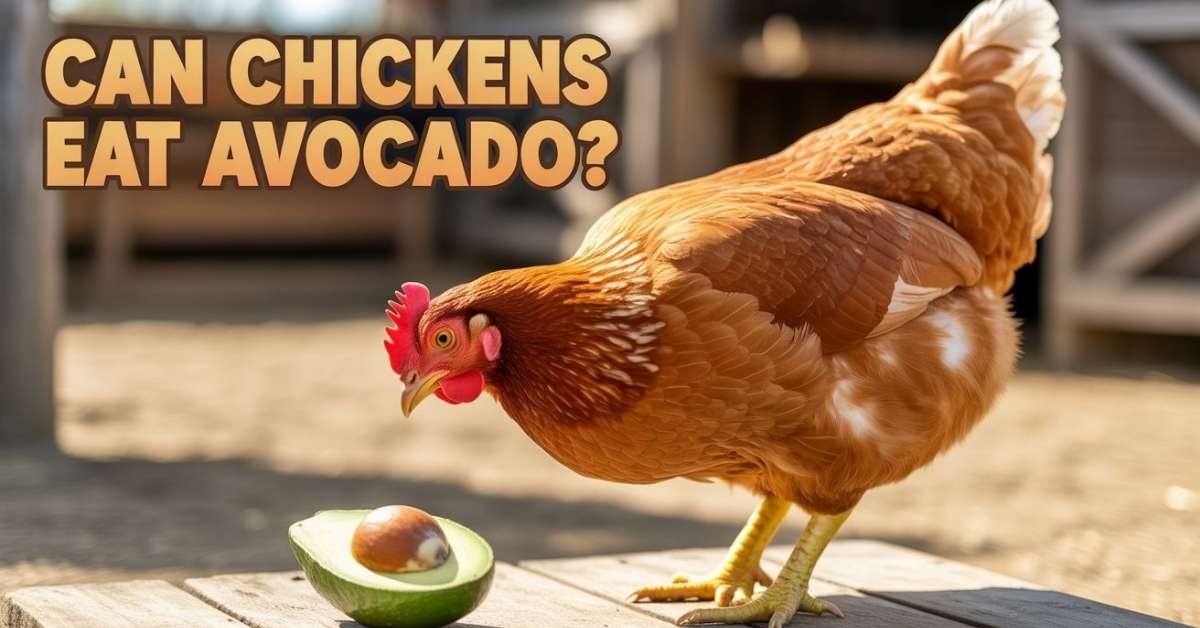 Can Chickens Eat Avocado