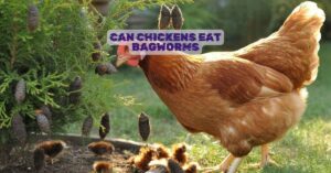 Can Chickens Eat Bagworms